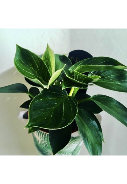 Philodendron Birkin Philodendron Birkin