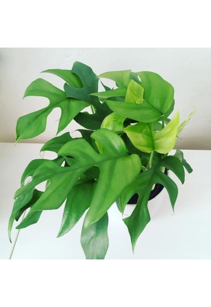 Monstera Minima Monstera Minima