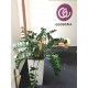 GoodCall realizace ozelenění kanceláří a pravidelná péče o rostliny