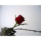 červená růže doplněná přírodním materiálem